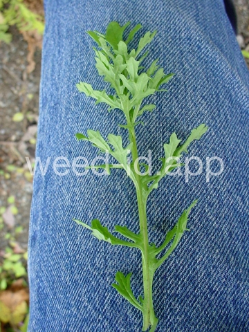 ragwort, tansy